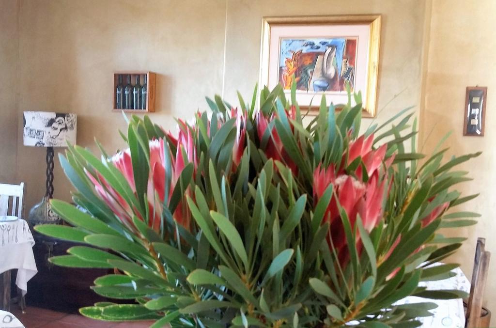 Bucaco Sud Guest House Bettyʼs Bay Zewnętrze zdjęcie