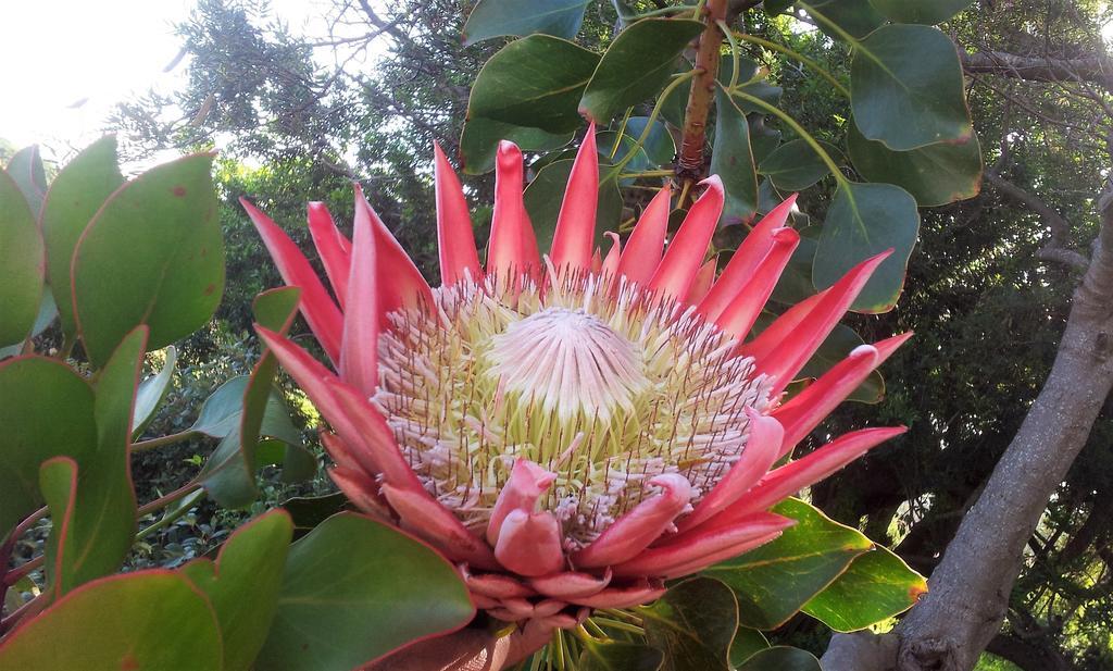 Bucaco Sud Guest House Bettyʼs Bay Zewnętrze zdjęcie